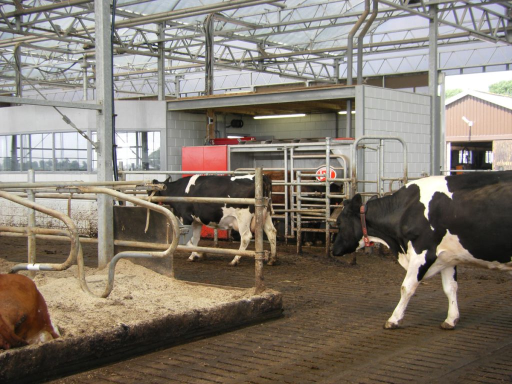 Milking robot barn with greenhouse-style roof, the Netherlands