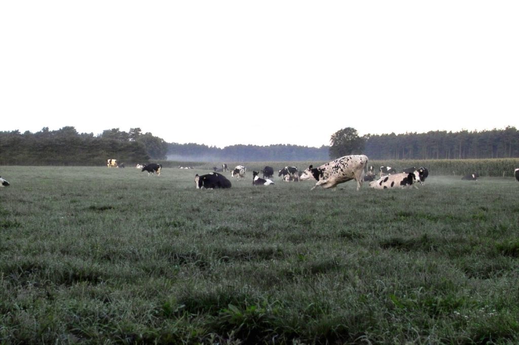 Dairy cows on pasture at dawn, an image from the past