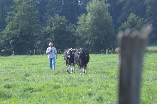 Wilhelm fetching the two divas from the pasture to the barn