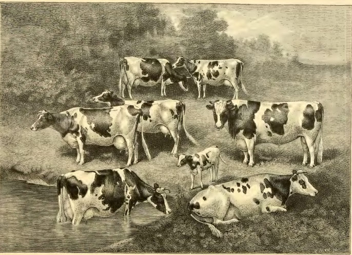 The “Aaggie Family” is a prominent branch of the Johanna Foundation Family, Lakeside herd of Messrs Smiths, Powell & Lamb of Syracuse, N.Y., 1871–1891
