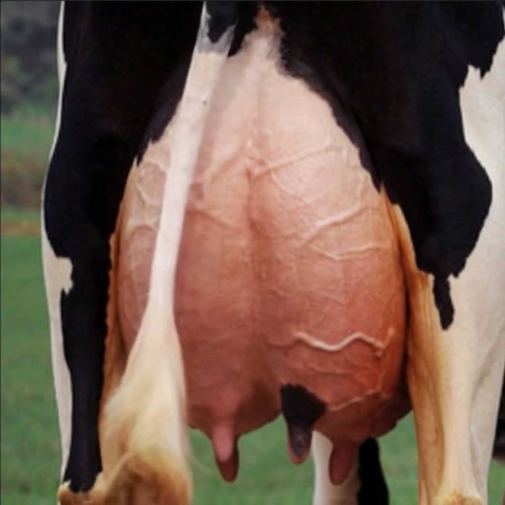 Udder of a high-performance Holstein cow